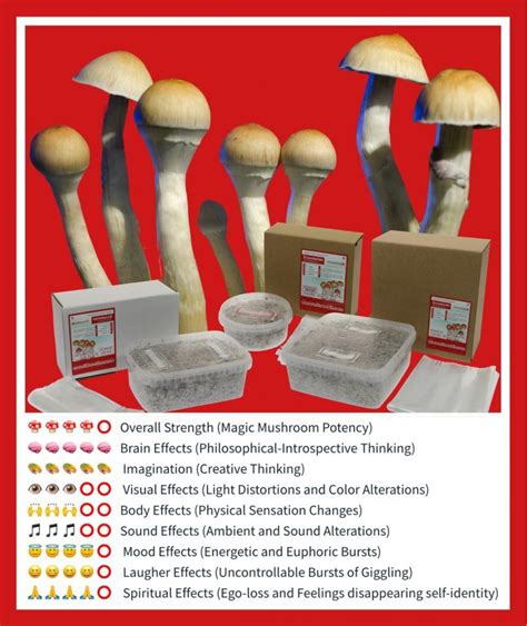 Magic mushroom kit ebay